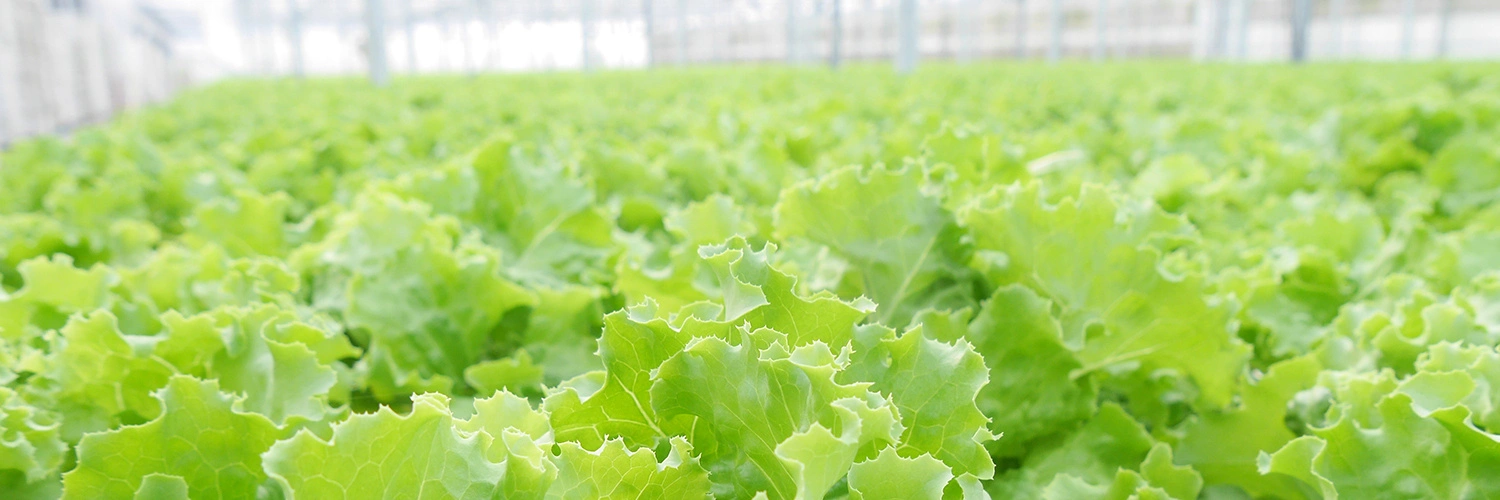 くにさき太陽のレタス｜エコファーム国東｜大分県国東市｜リーフレタス